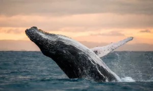 Balein Whale
